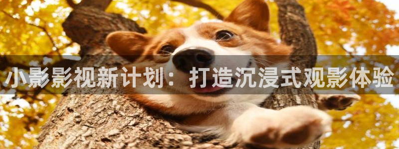 小影影视新计划：打造沉浸式观影体验